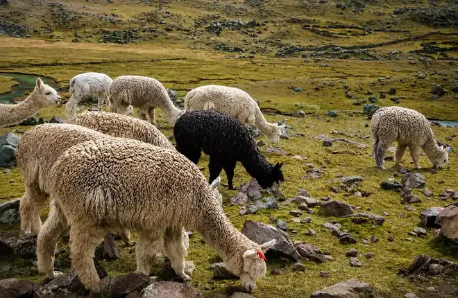 Alpacas grazing on the pasture near Pacchanta