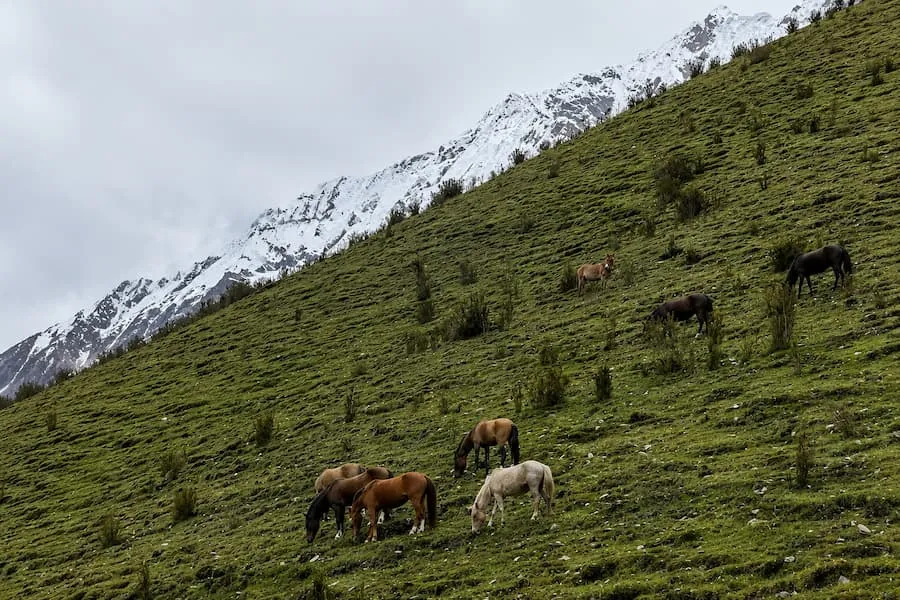 Horses on a green slope with snow peaks behind, near Humantay