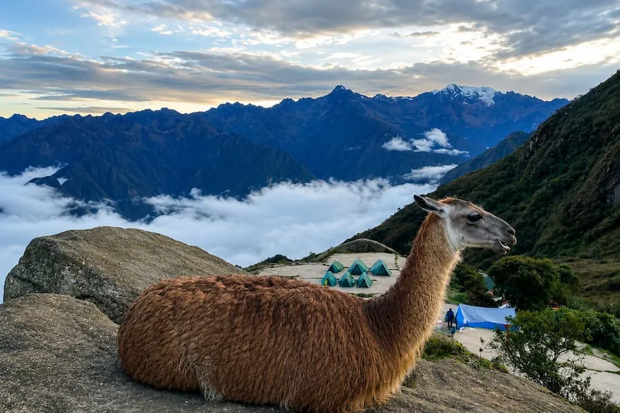 Llama resting on a rock above a sea of clouds at sunrise