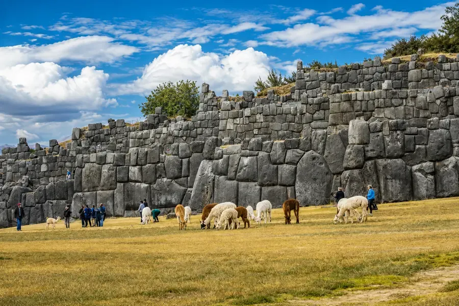 Llamas and alpacas grazing in front of the zigzag walls of Sacsayhuaman