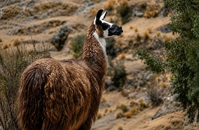 Llama looking back on a dry hillside at Palccoyo