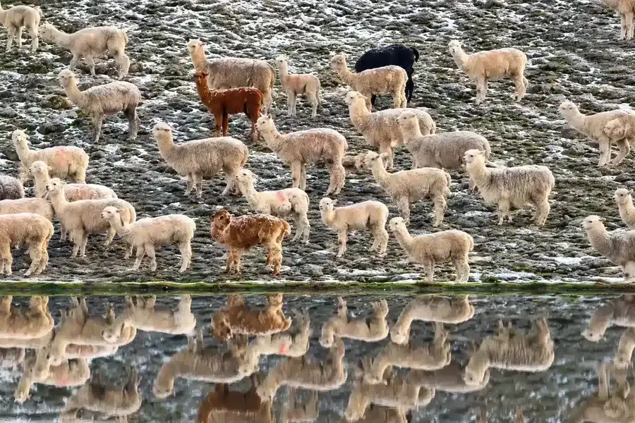 Herd of alpacas beside a lake on the road to Pallay Punchu