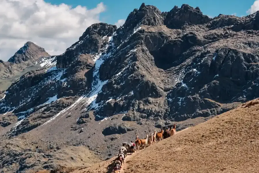 Line of llamas climbing a mountain path