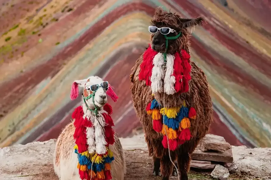 Decorated llamas in front of Rainbow Mountain